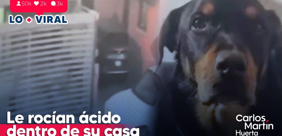Exigen justicia para perrito que fue atacado con ácido en Nogales