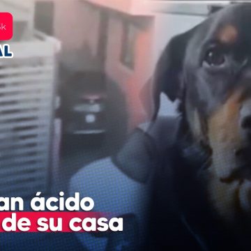 Exigen justicia para perrito que fue atacado con ácido en Nogales