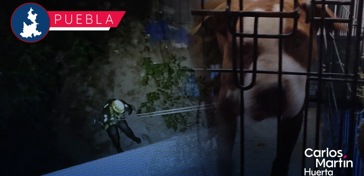 Rescatan a perro del fondo de una barranca en Puebla