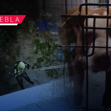 Rescatan a perro del fondo de una barranca en Puebla