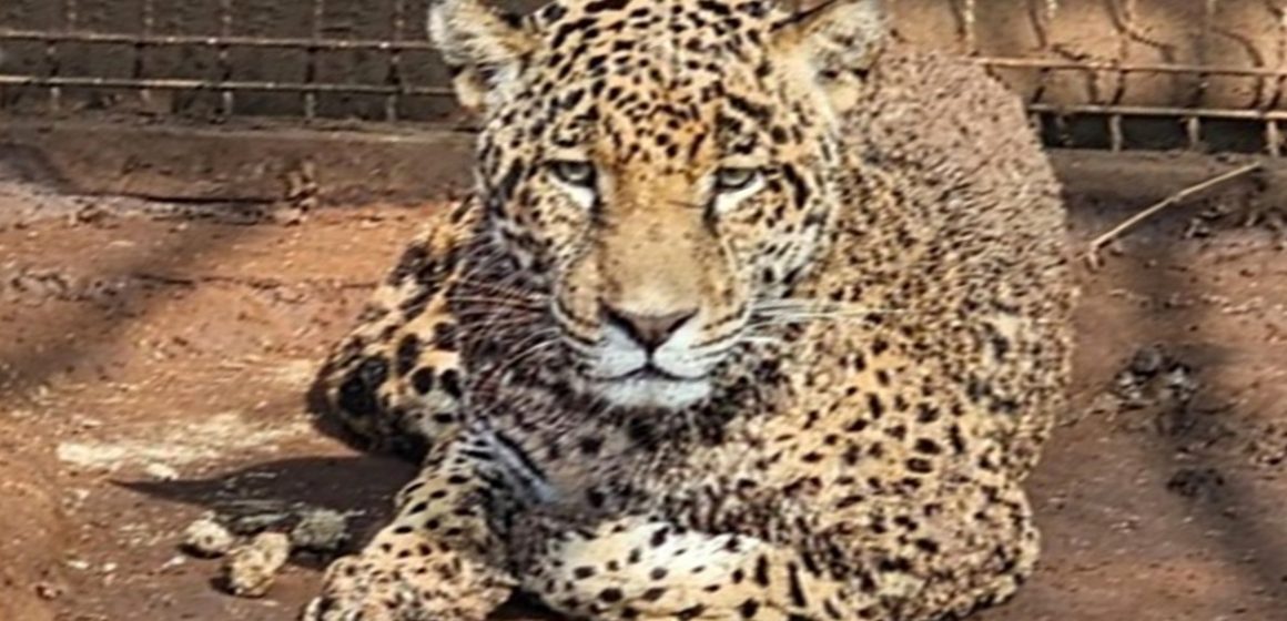 Mediate cateo FGR asegura dos tigres y cinco jaguares en Jalisco