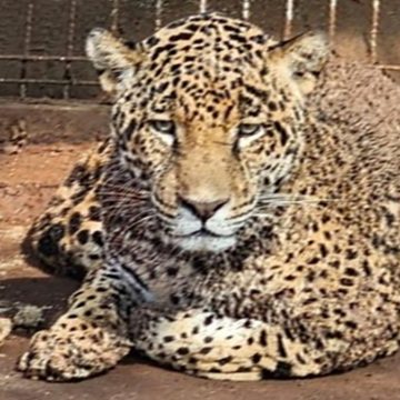 Mediate cateo FGR asegura dos tigres y cinco jaguares en Jalisco