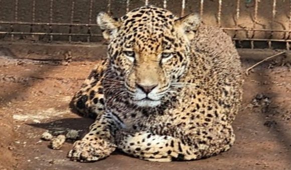 11474_f7ew32la Mediate cateo FGR asegura dos tigres y cinco jaguares en Jalisco