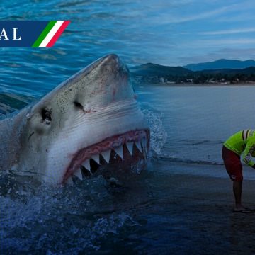 Emiten bandera morada por presencia de tiburón en costa sur de Jalisco