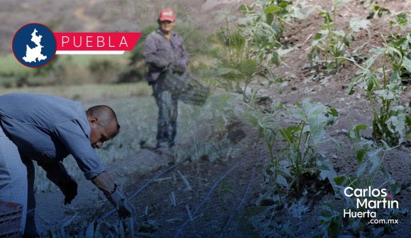 Helada en Puebla ha afectado cultivos: SDR 