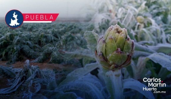 Heladas - cultivos Cuantificación de daños en cultivos por heladas se darán a conocer en enero