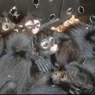 (VIDEO) Rescata Profepa 20 monos araña en Chiapas
