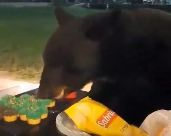 (VIDEO) Oso devora cupcakes navideños en Nuevo León