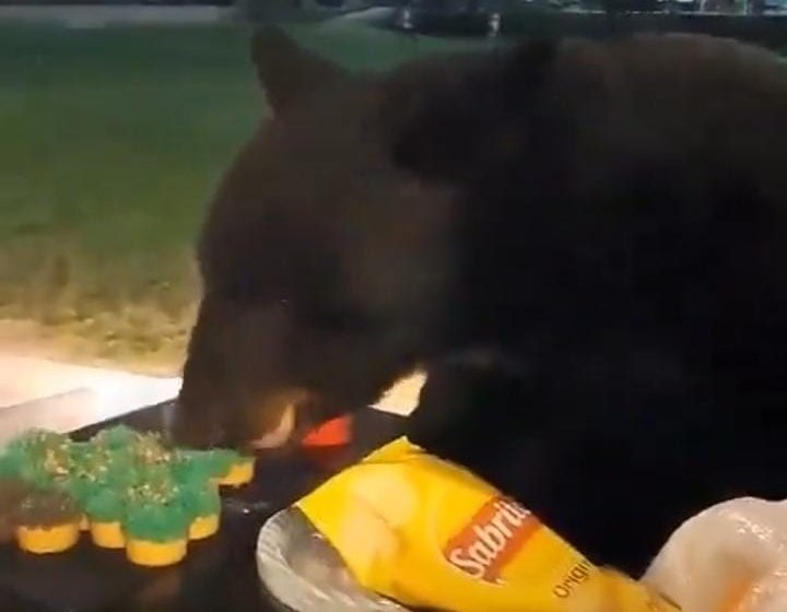 (VIDEO) Oso devora cupcakes navideños en Nuevo León