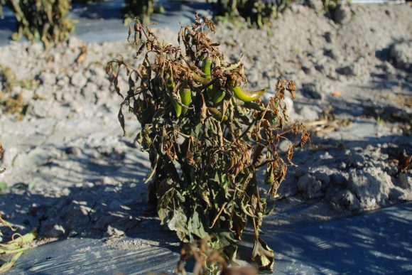 Ocasiona helada afectaciones en 520 hectáreas de cultivos