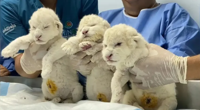 Nacen tres leones blancos en peligro de extinción