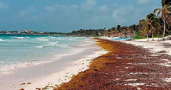 013(1)a Universitarios de la UNAM elaboran papel, membranas y filtros a base de sargazo