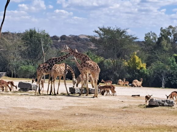 Puebla da bienvenida a jirafa “Benito”