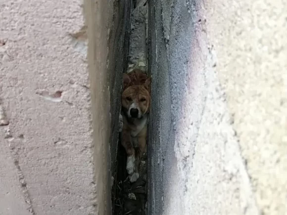 Rescatan a perrito que quedó atrapado entre dos bardas