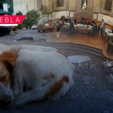 La Zoofilia ya es un delito en Puebla: lo aprueban en el Congreso