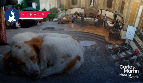 Refuerzan Leyes contra el maltrato animal en Puebla