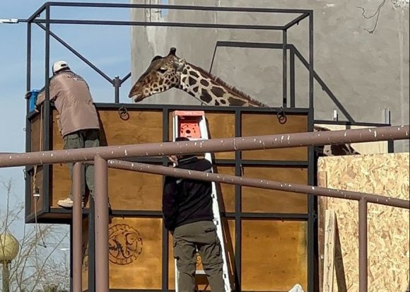 Alistan viaje de la jirafa Benito de Ciudad Juárez a Puebla