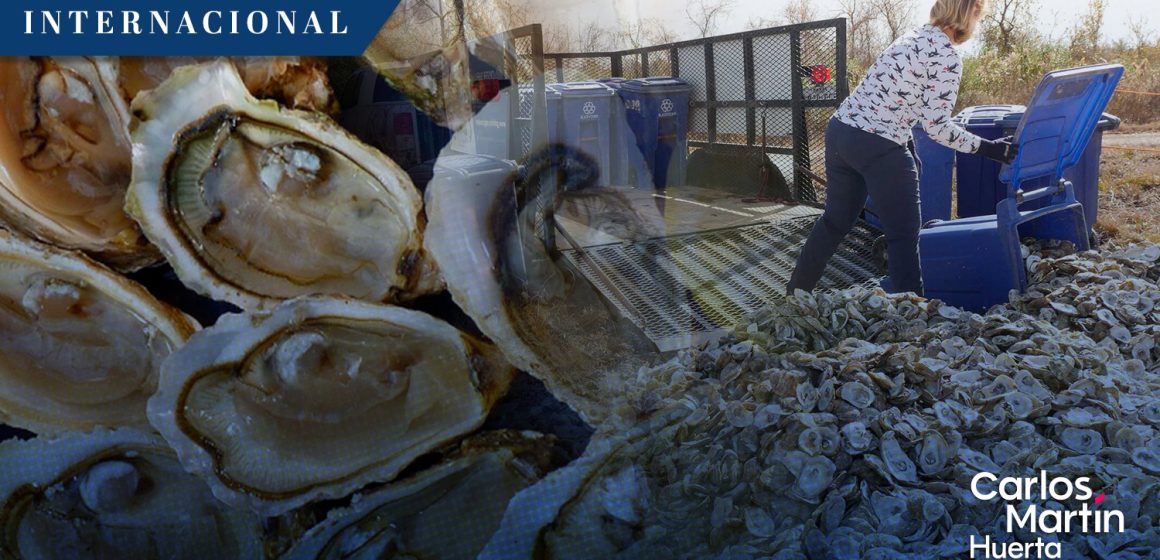 Conchas de ostras de restaurantes servirán para restaurar arrecifes