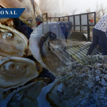 Conchas de ostras de restaurantes servirán para restaurar arrecifes