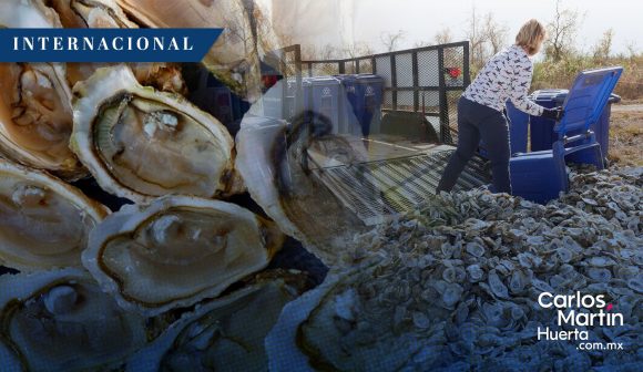 Conchas de ostras de restaurantes servirán para restaurar arrecifes