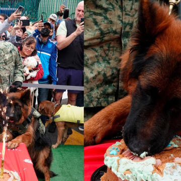 “Arkadas”, perrito donado por Turquía, cumple un año; realizan festejo