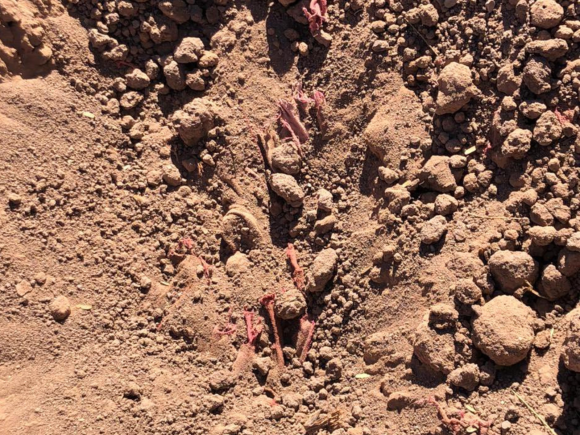 Diseño sin título (70) Madres buscadoras encuentran 19 fosas clandestinas