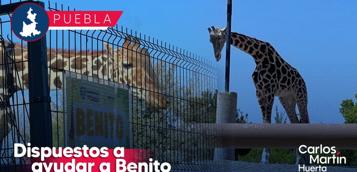 Céspedes Peregrina realizó la solicitud formal para traer a la jirafa Benito a Puebla