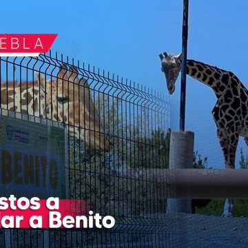 Céspedes Peregrina realizó la solicitud formal para traer a la jirafa Benito a Puebla