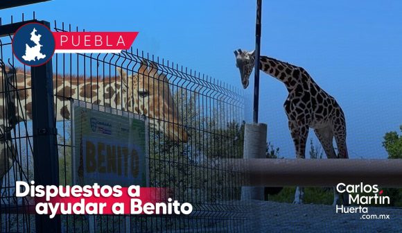 Portada Dispuestos a colaborar en traslado de la Jirafa Benito Gobierno de Puebla CMH Céspedes Peregrina realizó la solicitud formal para traer a la jirafa Benito a Puebla