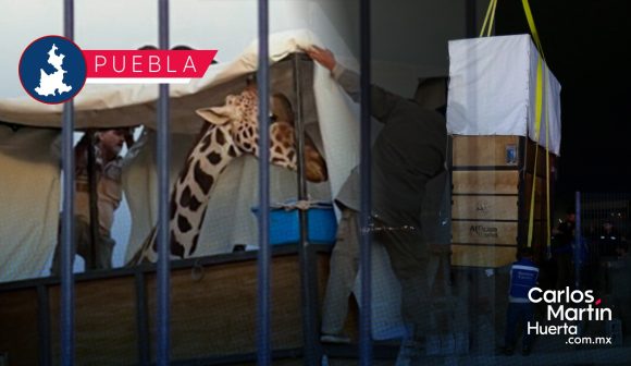 Jirafa Benito impulsará el turismo en Puebla: Adán Domínguez   