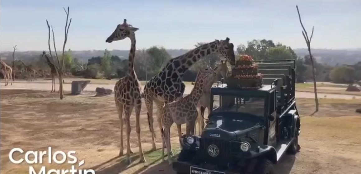 (VIDEO) Jirafa Benito se integra a su nueva manada en Africam Safari