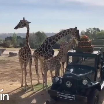 (VIDEO) Jirafa Benito se integra a su nueva manada en Africam Safari