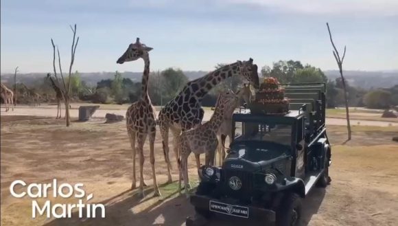 Jirafa Benito - Africam Safari - (VIDEO) Jirafa Benito se integra a su nueva manada en Africam Safari