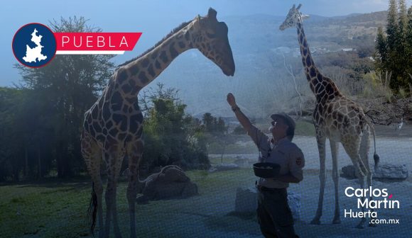 Jirafa Benito - Africam Safari ¡Jambo, Benito!: documental sobre su increíble traslado a un nuevo hogar en Puebla