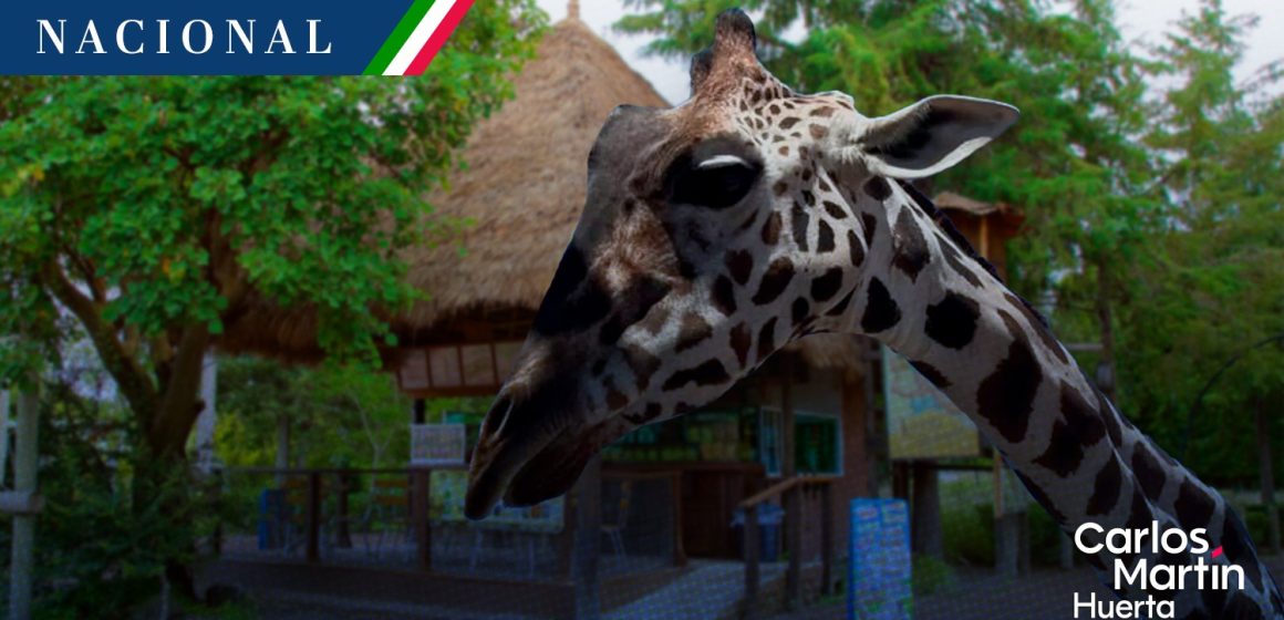 Jirafa “Benito” será trasladada a Africam Safari en Puebla  