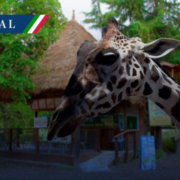 Jirafa “Benito” será trasladada a Africam Safari en Puebla  