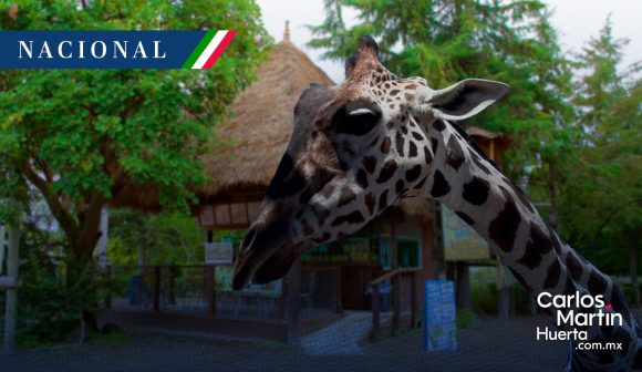 Jirafa “Benito” será trasladada a Africam Safari en Puebla  
