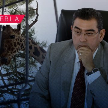 Gobierno de Puebla dispuesto a pagar gastos de traslado de jirafa Benito: Sergio Salomón