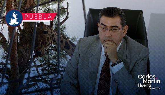 Jirafa Benito - Sergio Salomón La salud de Benito es la prioridad, se debe esperar la ratificación de su llegada a Puebla