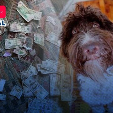 (VIDEO) Perrito se come 4 mil dólares en efectivo