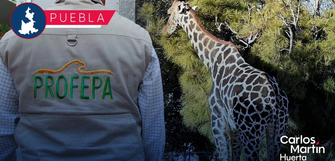¿Cómo será el recorrido de la jirafa Benito a Puebla?