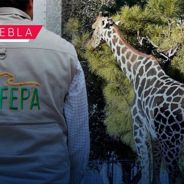 Profepa autoriza que Puebla sea nuevo hogar de la jirafa Benito: Sergio Salomón