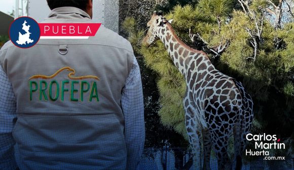 Profepa autoriza que Puebla sea nuevo hogar de la jirafa Benito: Sergio Salomón