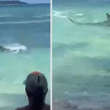 Tiburón martillo sorprende a turistas en playa de Colombia