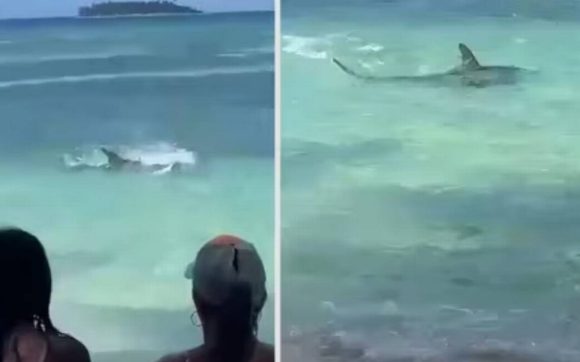 Tiburón martillo sorprende a turistas en playa de Colombia