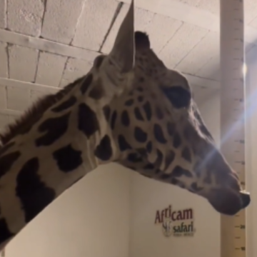 Tras más de 30 horas, la jirafa Benito llegó a su nuevo hogar Africam Safari