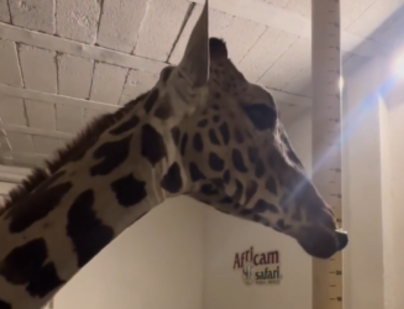 benito Tras más de 30 horas, la jirafa Benito llegó a su nuevo hogar Africam Safari