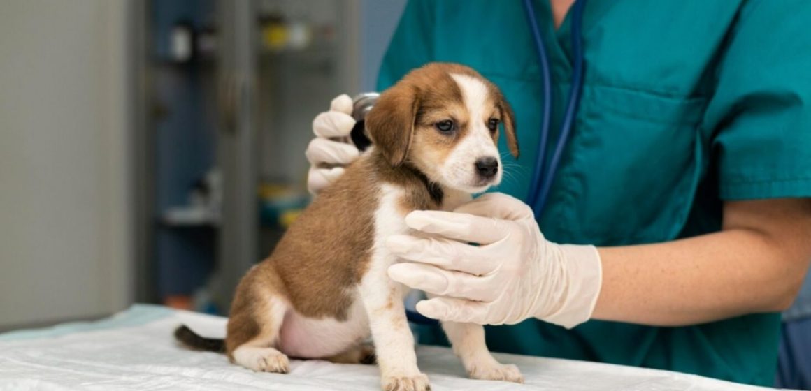 Entra en vigor Ley para la apertura de clínicas veterinarias públicas en México