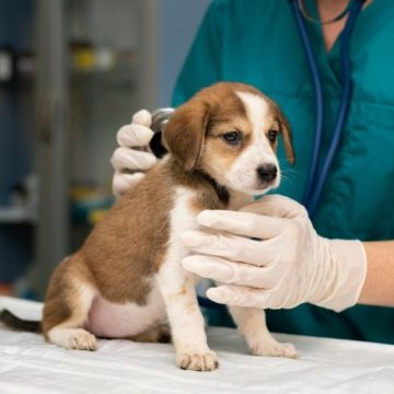 Entra en vigor Ley para la apertura de clínicas veterinarias públicas en México