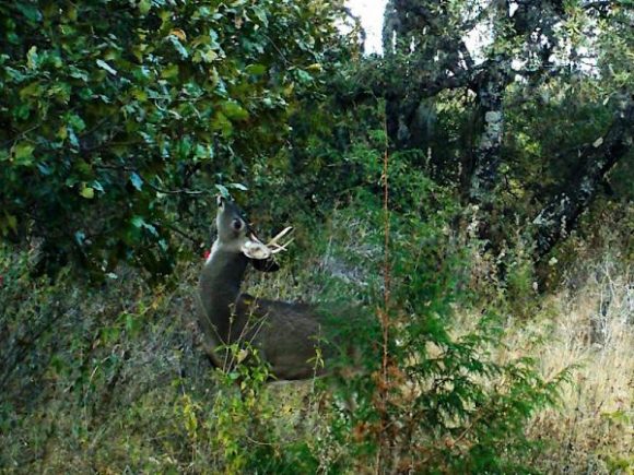 Cámaras trampa de Medio Ambiente captan vida silvestre en su hábitat natural